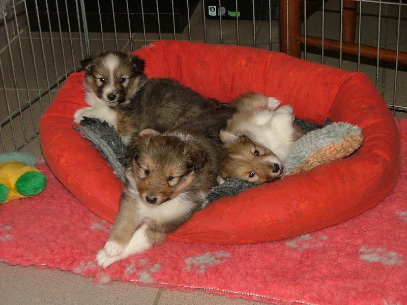 Marywold's - Shetland Sheepdog - Portée née le 03/11/2012