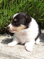 Marywold's - Shetland Sheepdog - Portée née le 12/06/2013