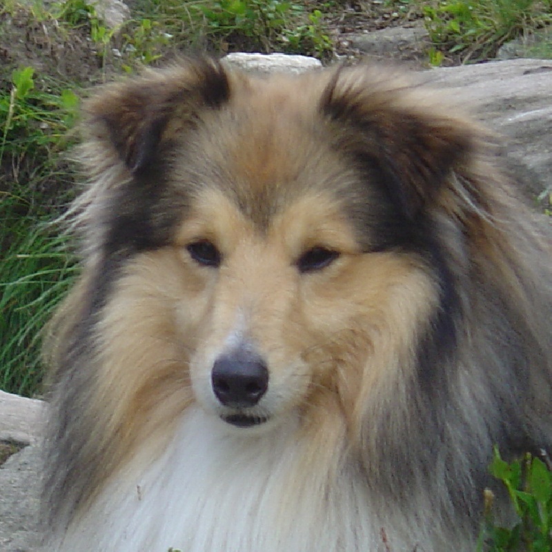 Marywold's Diego