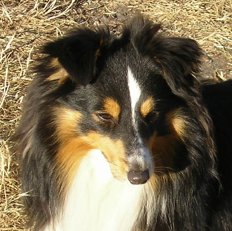 Marywold's Esarko