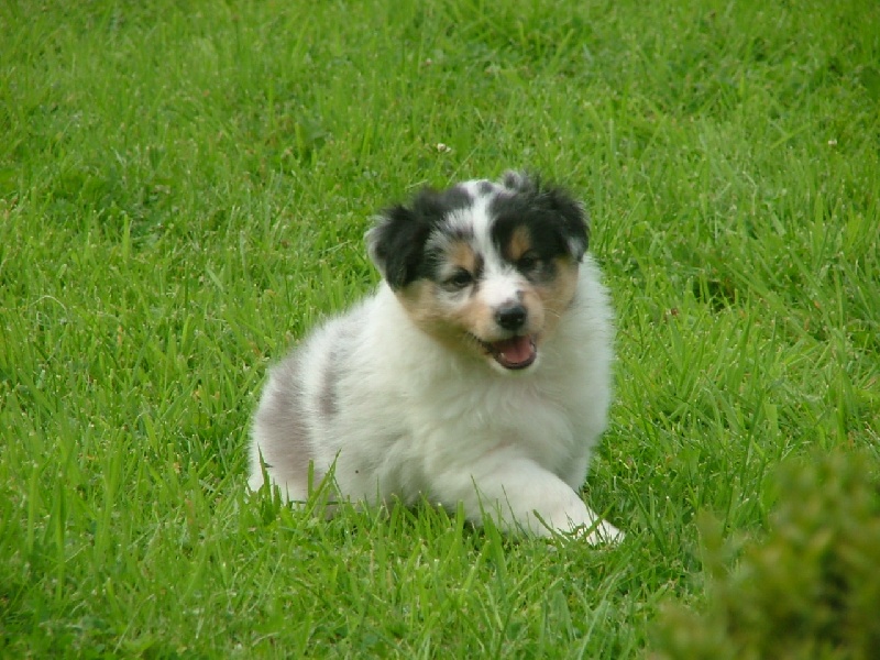 Marywold's Goldy