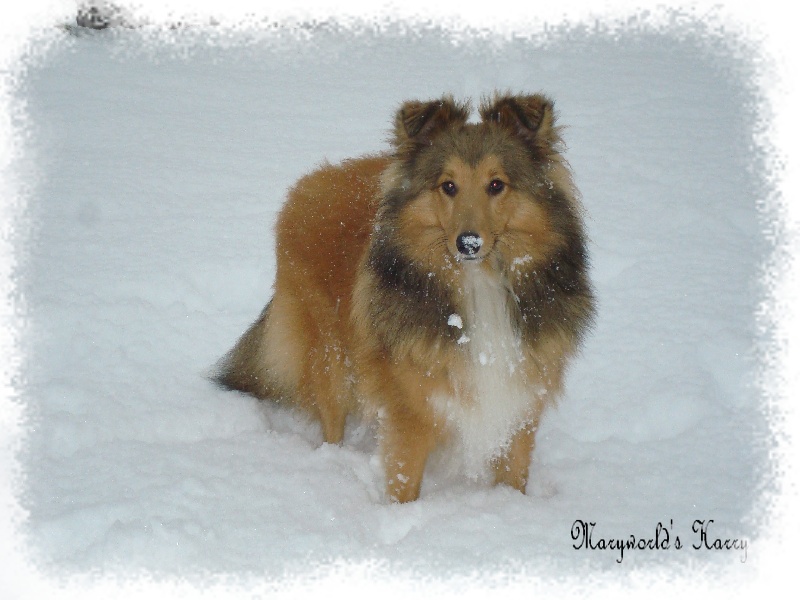 Marywold's Harry