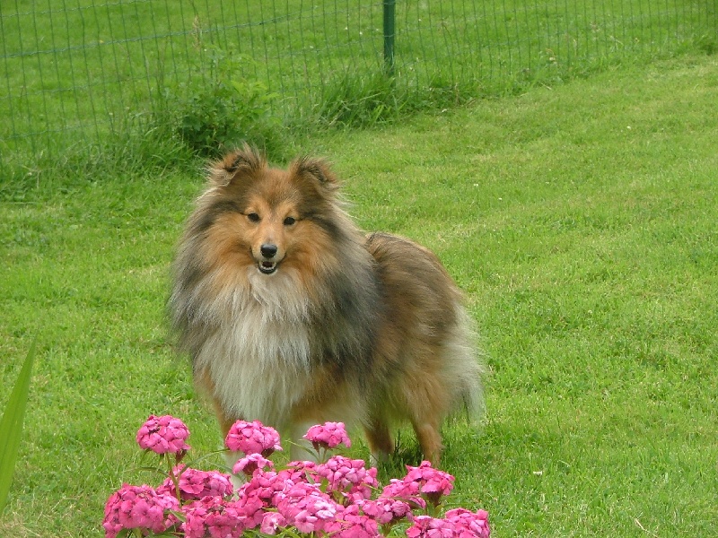 CH. Colleen little countess Des mille Eclats des Tournesols