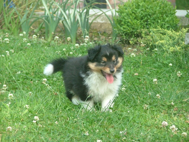 Marywold's Iadore