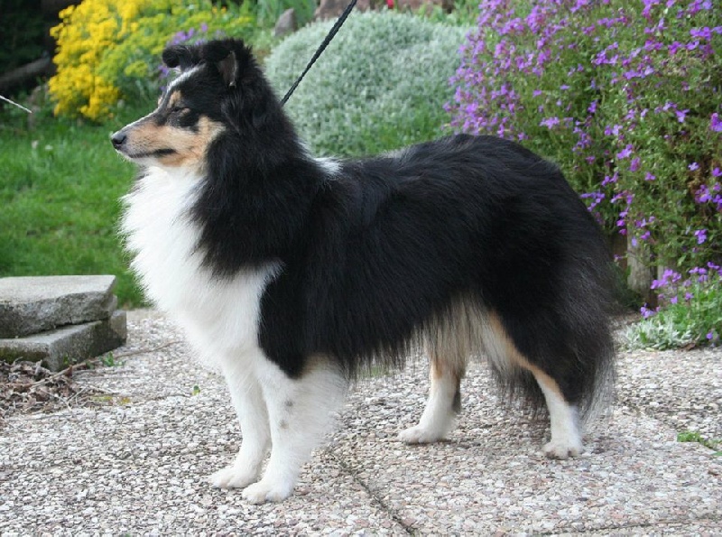 Marywold's Idealitia